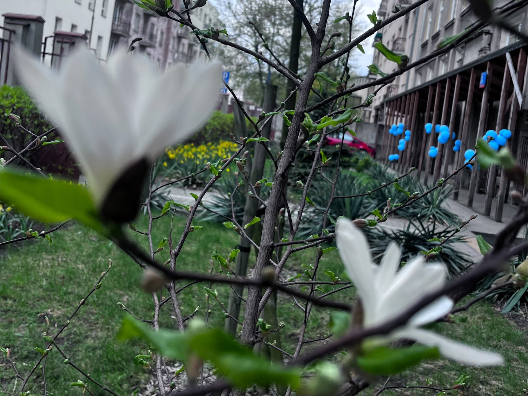 Pierwsze kwiaty magnolii