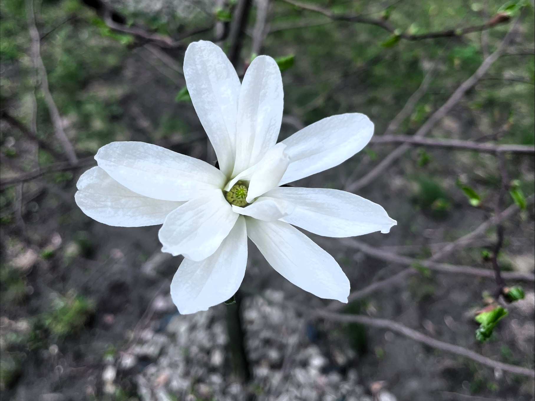 Pierwsze kwiaty magnolii
