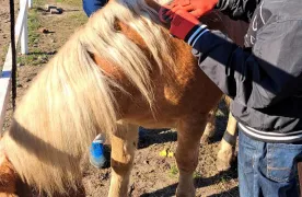 Uczniowie pielęgnują konia