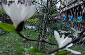 Pierwsze kwiaty magnolii