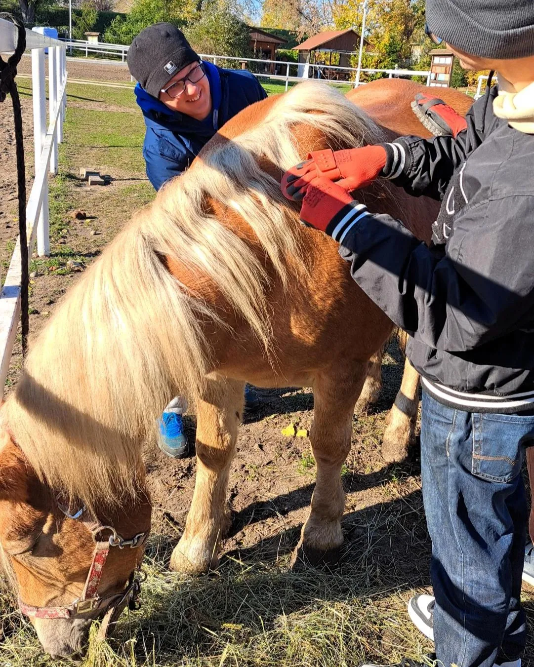 Uczniowie pielęgnują konia